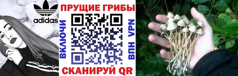 Псилоцибиновые грибы Cubensis  купить наркотик  Сосногорск 